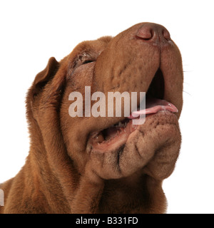 Shar Pei Sharpei, Canis lupus f. familiaris, Shar Pei, Shar-Pei cinese Foto Stock
