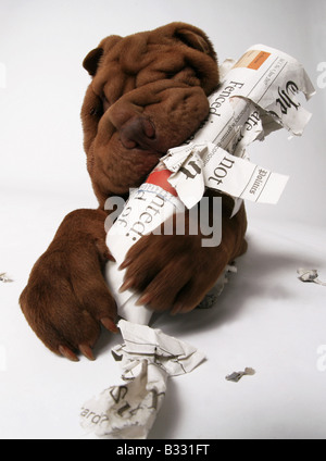 Shar Pei Sharpei, Canis lupus f. familiaris, Shar Pei, Shar-Pei cinese Foto Stock