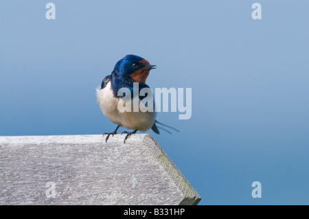 Barn Swallow Hirundo rustica sul segno a Minsmere riserva RSPB Suffolk Aprile Foto Stock