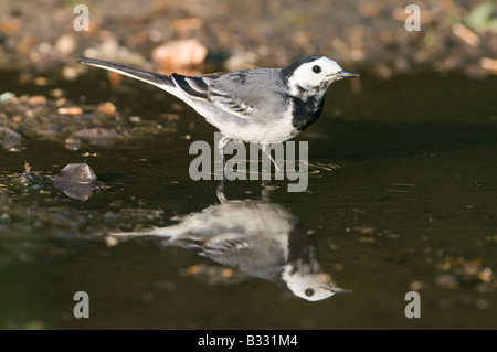 Pied Wagtail Motacilla alba femmina alla pozza Norfolk Aprile Foto Stock