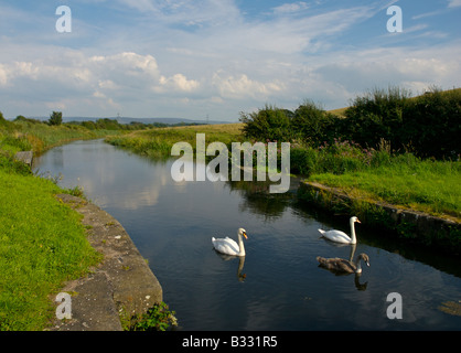 Due cigni su Lancaster Canal vicino Glasson Dock, Lancashire, Inghilterra, Regno Unito Foto Stock