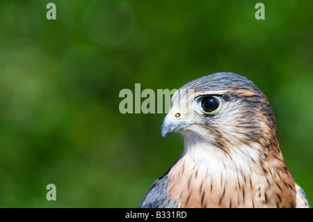 Merlin Falco columbarius close up dei maschi con testa Foto Stock