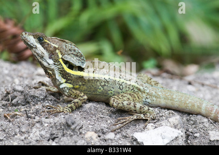 Basilisk comune Basiliscus Basiliscus Peten Guatemala Foto Stock