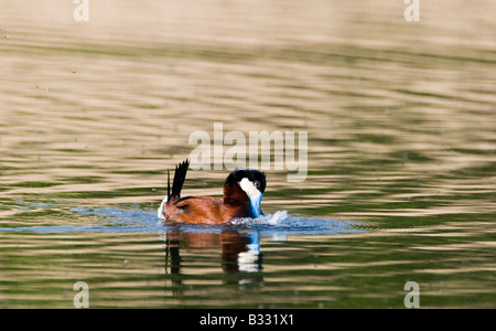 Ruddy Duck Oxyura jamaicensis maschio di visualizzazione sulla piscina Cley Norfolk Aprile Foto Stock
