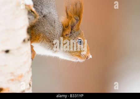Red Squirrel Sciurus vulgaris Finland winter Foto Stock
