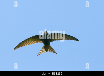 Swift Apus apus Norfolk può Foto Stock