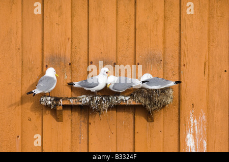 Kittiwakes Risa tidactyla nesting nidificazione in battuta sul lato dell'edificio in Vado Varanger Finlandia Marzo Foto Stock