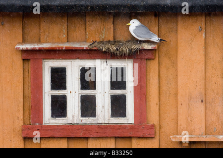 Kittiwakes Risa tidactyla nesting nidificazione in battuta sul lato dell'edificio in Vado Foto Stock