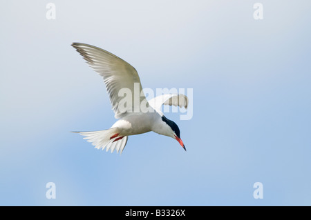 Common Tern Sterna hirundo Cley Norfolk Aprile Foto Stock