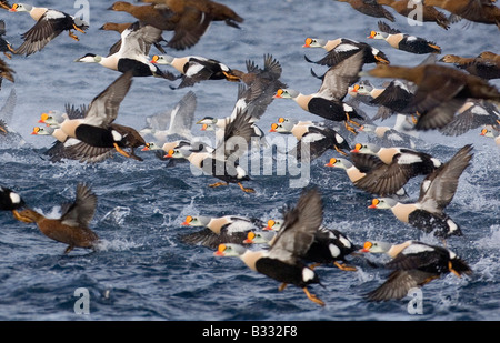 Re Eiders Somateria spectabilis Common Eiders Somateria mollissima nel fiordo di Varanger Norvegia Marzo Foto Stock