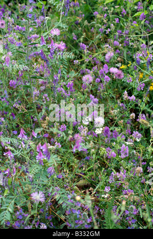 Ricchi di specie sopra prati ESPINAMA Picos de Europa con TUFTED VETCH VICIA CRACCA Foto Stock