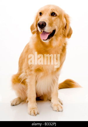 Un bel cane girato in uno studio su sfondo bianco Foto Stock