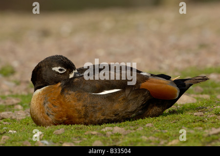 Australian Shelduck Tadorna tadornoides fotografato in Tasmania Australia Foto Stock