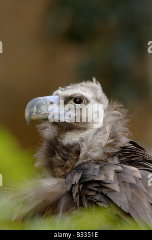 Eurasian avvoltoio nero Aeygypius monachus fotografato in Francia Foto Stock