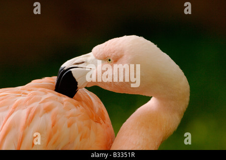 Flamingo cileni Phoenicopterus chilensis captive Foto Stock