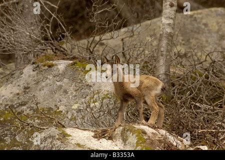 Isard camoscio dei Pirenei Rupicapra rupicapra pyrenaica, capretti, fotografati nei Pirenei francesi Foto Stock