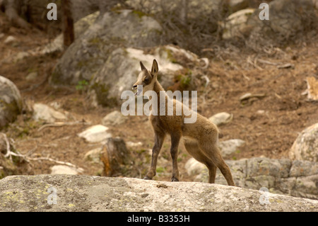 Isard( Camoscio dei Pirenei) Rupicapra rupicapra pyrenaica, giovane, fotografati nei Pirenei francesi Foto Stock