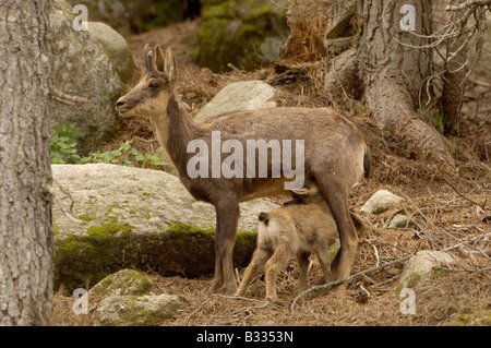 Isard (camoscio dei Pirenei) Rupicapra rupicapra pyrenaica, femmina giovane di allattamento, fotografato in Pirenei francesi Foto Stock