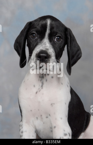 Pedigree in bianco e nero Inglese cucciolo di puntatore Foto Stock