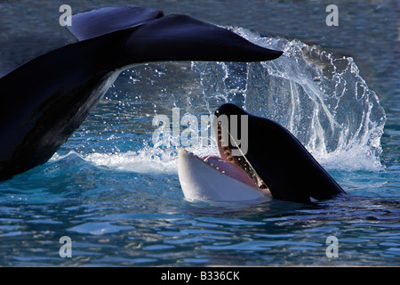 Orca Balena Killer Whale Orcinus orca due individui nei pressi di Lofoten Foto Stock