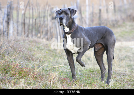 Alano (Canis lupus familiaris), maschio permanente Foto Stock