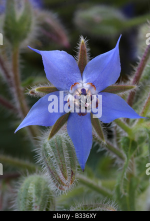 Borragine, borragine officinalis, primo piano del fiore Foto Stock