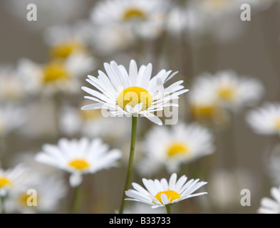 Occhio di bue margherite, Leucanthemum vulgare Foto Stock