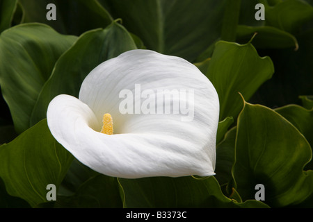 Zantedeschia aethiopica Crowborough, Arum lily Foto Stock