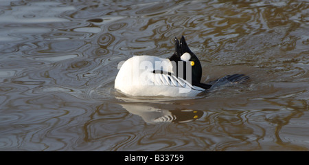 Comune di Goldeneye, Bucephala clangula, corteggiamento Foto Stock