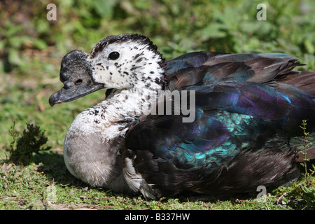 Sud Americana Comb Duck, Sarkidiornis melanotos carunculatus Foto Stock