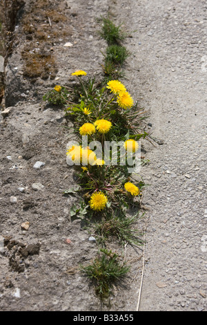 Dente di leone cresce da asfalto Foto Stock