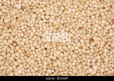 Amaranto, Amaranthus caudatus, amore giace lo spurgo Foto Stock