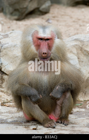 Il più brutto di babbuino che il mondo abbia mai visto! Foto Stock