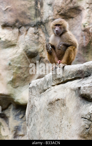 Un Hamadryas baboon è bagnato dopo il nuoto Foto Stock