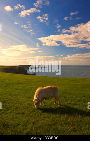 Pecore al pascolo sulle scogliere di Rhossili con la testa di Worms in background, Gower, South Wales, Regno Unito Foto Stock