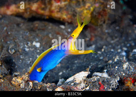 Blue Ribbon anguilla (Rhinomuraena quaesita) nello stretto di Lembeh Nord Sulawesi, Indonesia Foto Stock