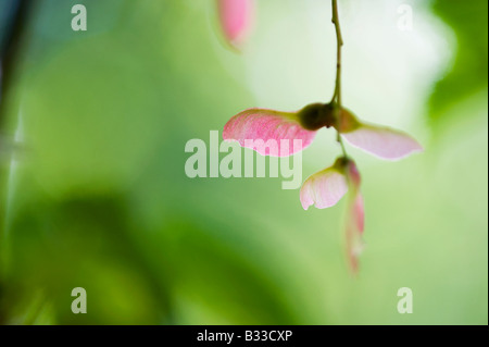 Acer laxiflorum. Snakebark maple capsule di seme. Messa a fuoco selettiva Foto Stock