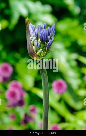 Agapanthus blu mezzanotte Foto Stock