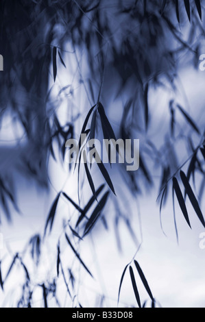 Phyllostachys bambusoides. Castillon fogliame di bambù pattern. Messa a fuoco selettiva e in formato digitale di colore blu Foto Stock