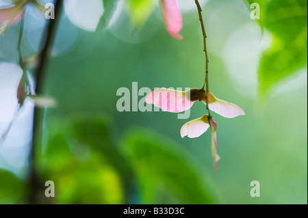 Acer laxiflorum. Snakebark maple capsule di seme. Messa a fuoco selettiva Foto Stock