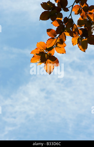 Fagus sylvatica f. purpurea. Rame di foglie di faggio contro il blu intenso del cielo. Regno Unito Foto Stock