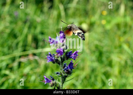 Hummingbird Hawkmoth ronzio uccello Hawk Moth Macroglossum stellatarum Foto Stock