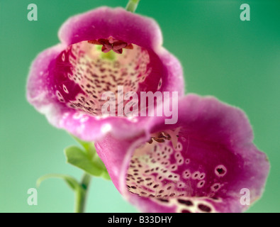 Foxglove, Digitalis purpurea. Foto Stock