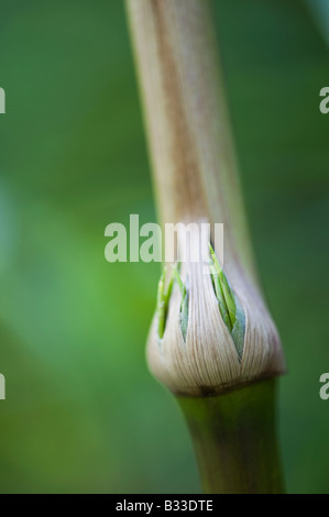 Chusquea gigantea. La germogliazione giovani foglie di bambù che emergono dalla canna da zucchero Foto Stock