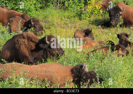 Bison allevamento in Mackenzie Bison Santuario, Territori del Nord Ovest Foto Stock