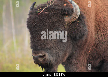 Mackenzie Bison Santuario, Territori del Nord Ovest Foto Stock