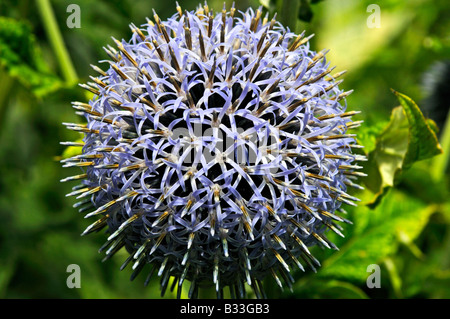 Echinops bannaticus TAPLOW BLU Foto Stock