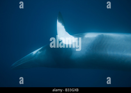 Dwarf Minke Whale Grande Barriera Corallina in Australia il nuoto di lato linguetta rivolto verso l'alto Foto Stock