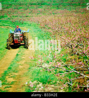 Peschi in primavera fioriscono, Lerew frutteti, Adams County, Pennsylvania, STATI UNITI D'AMERICA Foto Stock