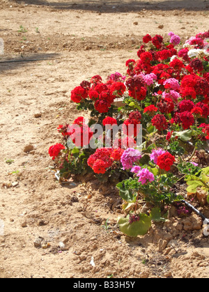 Un sacco di geranio tipo fiori che crescono nel giardino Foto Stock